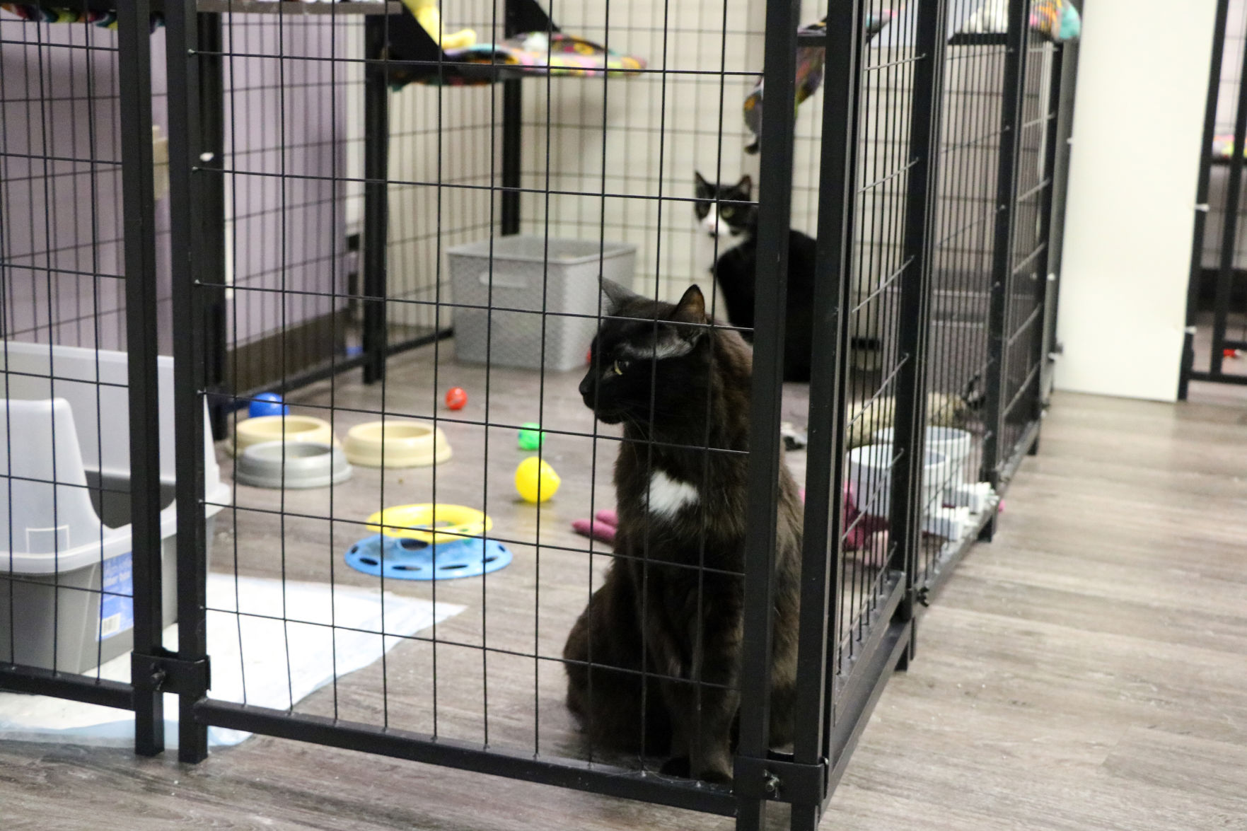 Club Meow